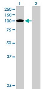 TCEB3B Polyclonal Antibody, MaxPab™