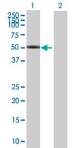 VRK3 Polyclonal Antibody, MaxPab™