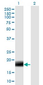 MARCH2 Monoclonal Antibody (7F3)
