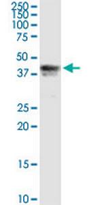 PIPOX Polyclonal Antibody, MaxPab™