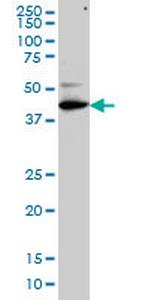 TFDP3 Monoclonal Antibody (1F11)