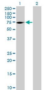 ZNF571 Polyclonal Antibody, MaxPab™