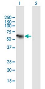 C1RL Polyclonal Antibody, MaxPab™