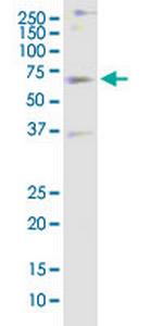 GOLM1 Antibody in Western Blot (WB)
