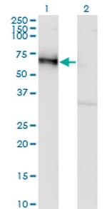 GOLM1 Antibody in Western Blot (WB)