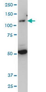 TLR7 Monoclonal Antibody (2C9)