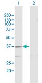 GMPR2 Polyclonal Antibody, MaxPab™