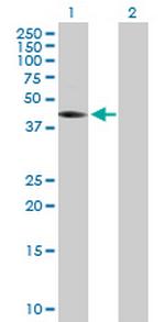 THEG Polyclonal Antibody, MaxPab™