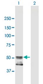 GCNT4 Polyclonal Antibody, MaxPab™