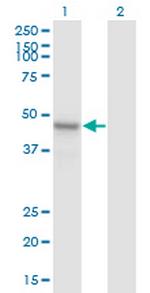 ARMCX1 Monoclonal Antibody (6E10)
