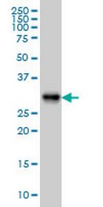 ARL6IP4 Monoclonal Antibody (5E5)