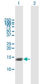 TNFRSF12A Polyclonal Antibody, MaxPab™