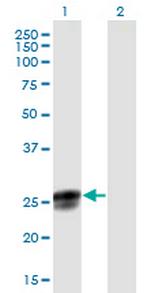 NGRN Polyclonal Antibody, MaxPab™