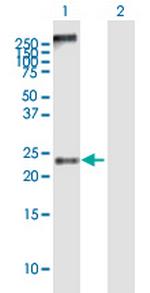 MS4A4A Polyclonal Antibody, MaxPab™