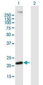 MS4A4A Polyclonal Antibody, MaxPab™