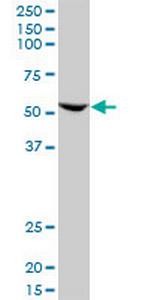 FZR1 Antibody in Western Blot (WB)