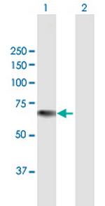 KRT76 Polyclonal Antibody, MaxPab™