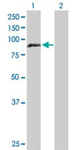 HOOK1 Polyclonal Antibody, MaxPab™