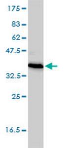 TEX264 Monoclonal Antibody (2A3-1A10)