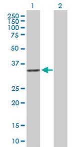 RWDD1 Antibody in Western Blot (WB)