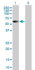 HSFX1 Antibody in Western Blot (WB)