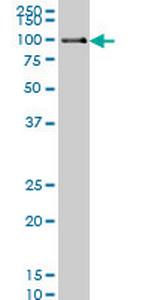 POLK Monoclonal Antibody (6F2)