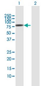 SNX9 Antibody in Western Blot (WB)