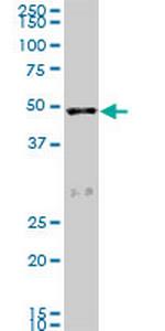 SCARA3 Monoclonal Antibody (3A2)