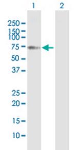 YTHDF2 Polyclonal Antibody, MaxPab™