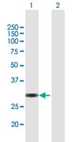VGLL1 Polyclonal Antibody, MaxPab™