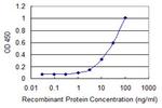 LCMT1 Antibody in ELISA (ELISA)