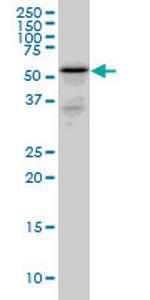RHCG Monoclonal Antibody (5A4)
