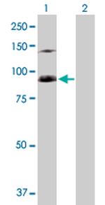 SFMBT1 Polyclonal Antibody, MaxPab™