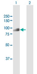 DTL Antibody in Western Blot (WB)