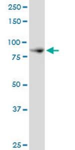 NCKIPSD Polyclonal Antibody, MaxPab™