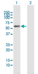 C9orf156 Polyclonal Antibody, MaxPab™