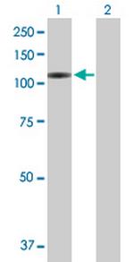 VPS54 Polyclonal Antibody, MaxPab™