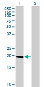 IL23A Antibody in Western Blot (WB)