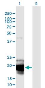 IL23A Monoclonal Antibody (4C8)