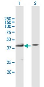 MBIP Polyclonal Antibody, MaxPab™