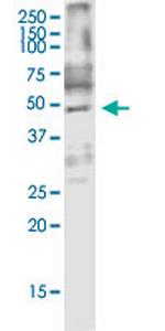 ARMCX3 Monoclonal Antibody (2G3)