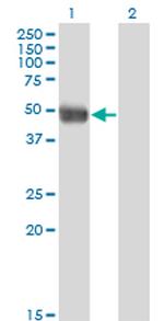 AZIN1 Monoclonal Antibody (8B9)