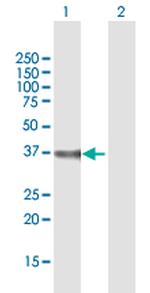 DPH5 Polyclonal Antibody, MaxPab™