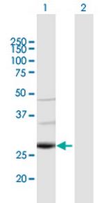 TAF9B Polyclonal Antibody, MaxPab™