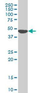 KLF13 Antibody in Western Blot (WB)