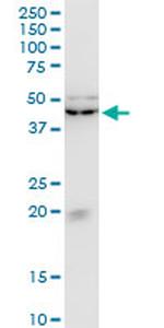KLF13 Antibody in Western Blot (WB)