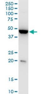 KLF13 Antibody in Western Blot (WB)