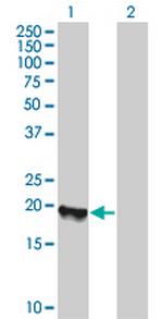 BIT1 Polyclonal Antibody, MaxPab™