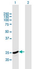 GINS2 Polyclonal Antibody, MaxPab™