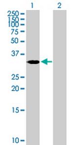 ASB4 Polyclonal Antibody, MaxPab™
